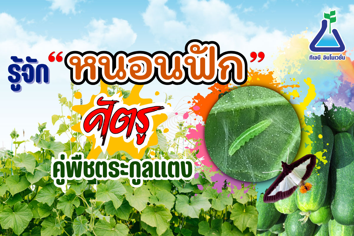 รู้จัก “หนอนฟัก” ศัตรูคู่พืชตระกูลแตง