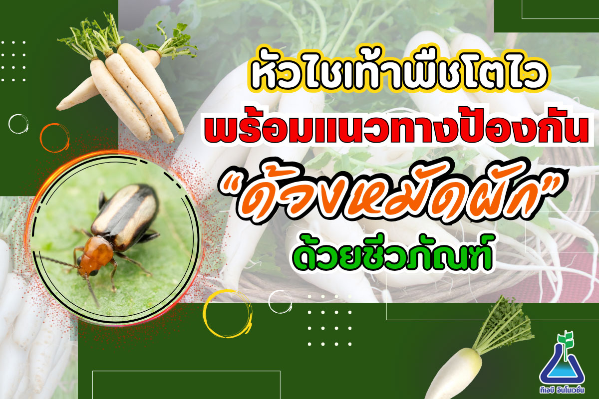 หัวไชเท้าพืชโตไว พร้อมแนวทางป้องกัน “ด้วงหมัดผัก” ด้วยชีวภัณฑ์