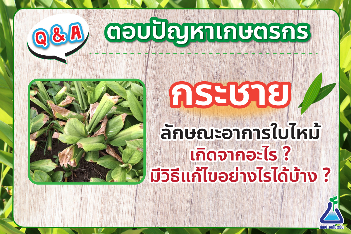 กระชายมีลักษณะอาการใบไหม้แบบนี้เป็นอะไร มีวิธีแก้ไขอย่างไรได้บ้าง