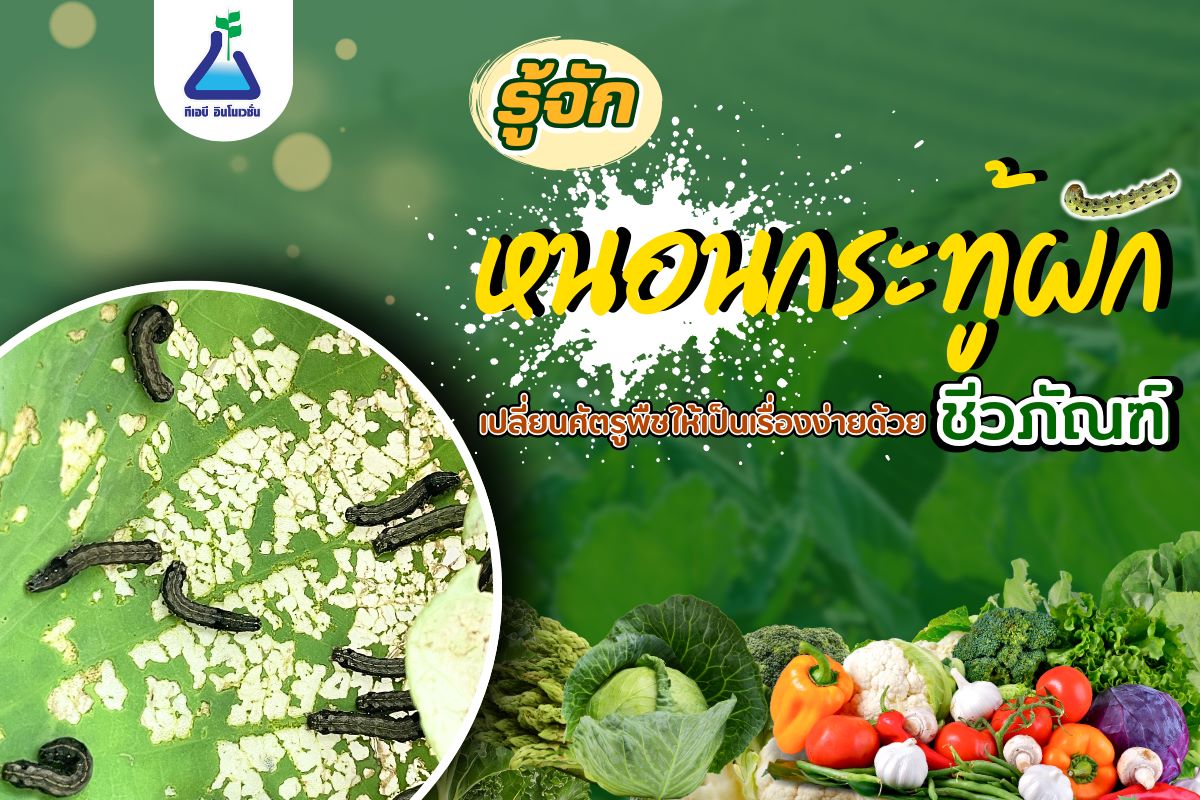 รู้จัก หนอนกระทู้ผัก เปลี่ยนศัตรูพืชให้เป็นเรื่องง่ายด้วยชีวภัณฑ์
