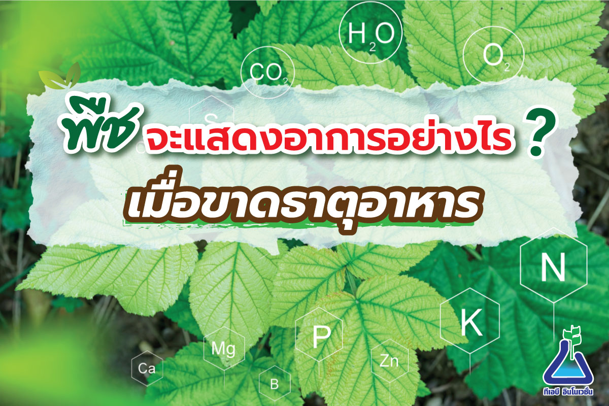 พืชจะแสดงอาการอย่างไรเมื่อขาดธาตุอาหาร