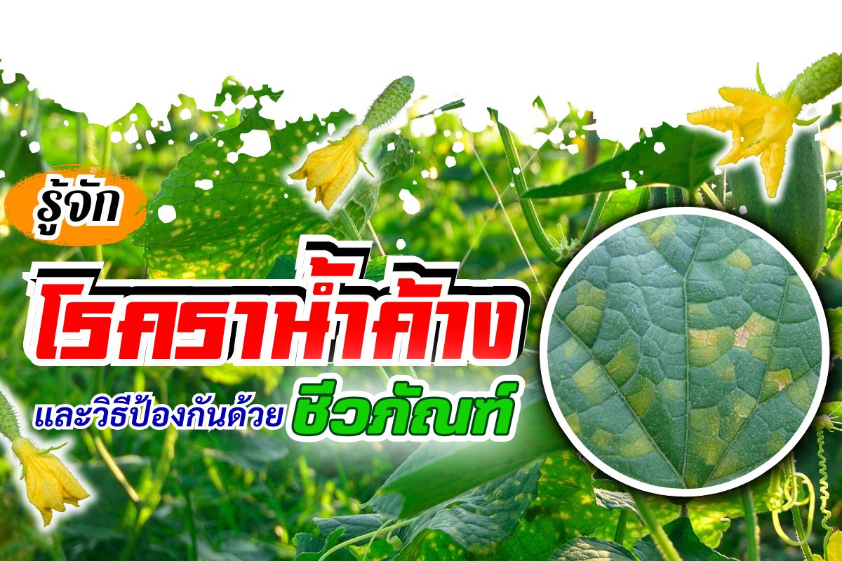 รู้ทันโรคราน้ำค้างและวิธีป้องกันด้วยชีวภัณฑ์