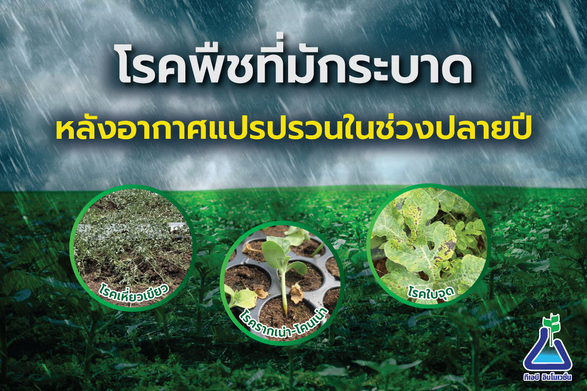 โรคพืชที่มักระบาดหลังอากาศแปรปรวนในช่วงปลายปี