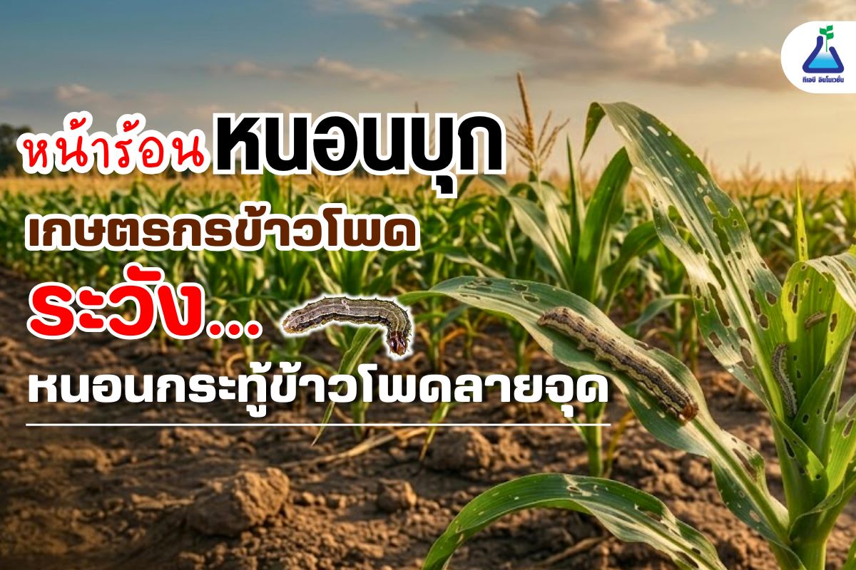 หน้าร้อน หนอนบุก&nbsp; เกษตรกรข้าวโพด ระวัง &ldquo;หนอนกระทู้ข้าวโพดลายจุด &rdquo;