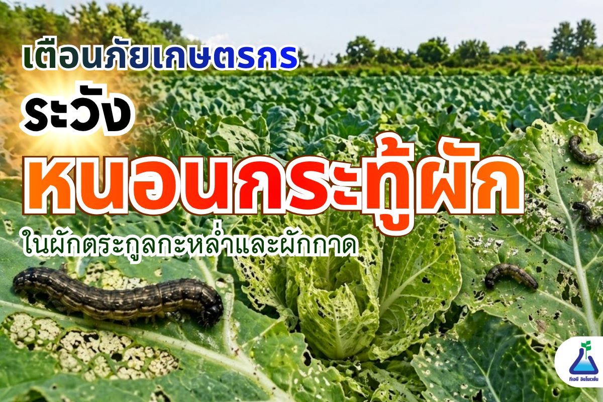 เตือนภัยเกษตรกร !! ระวัง หนอนกระทู้ผัก ในผักตระกูลกะหล่ำและผักกาด