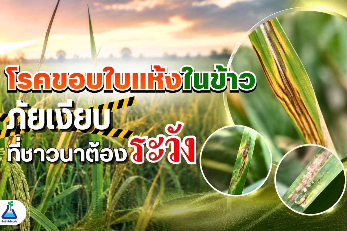 โรคขอบใบแห้งในข้าว ภัยเงียบที่ชาวนาต้องระวัง