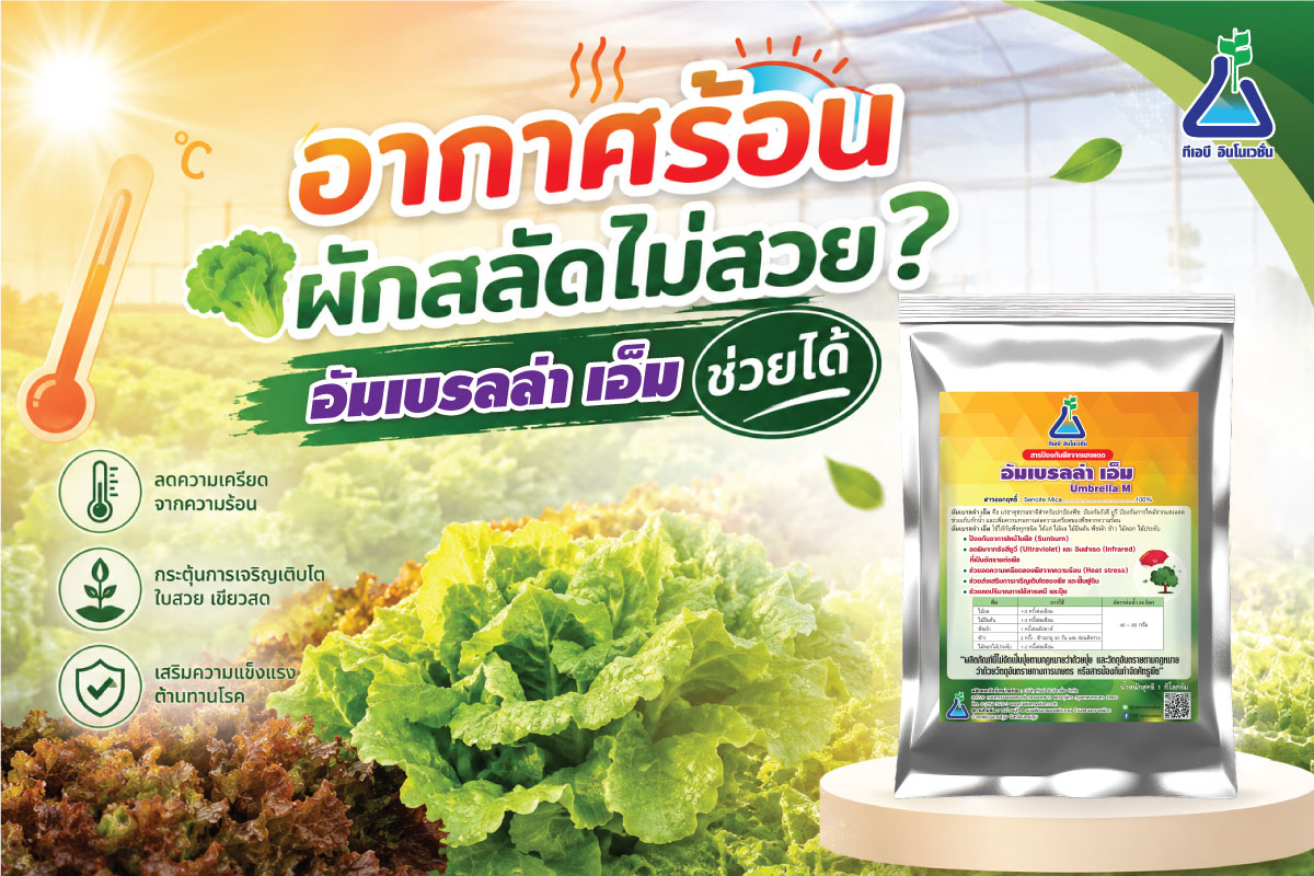อากาศร้อน ผักสลัดไม่สวย? อัมเบรลล่าเอ็มช่วยได้