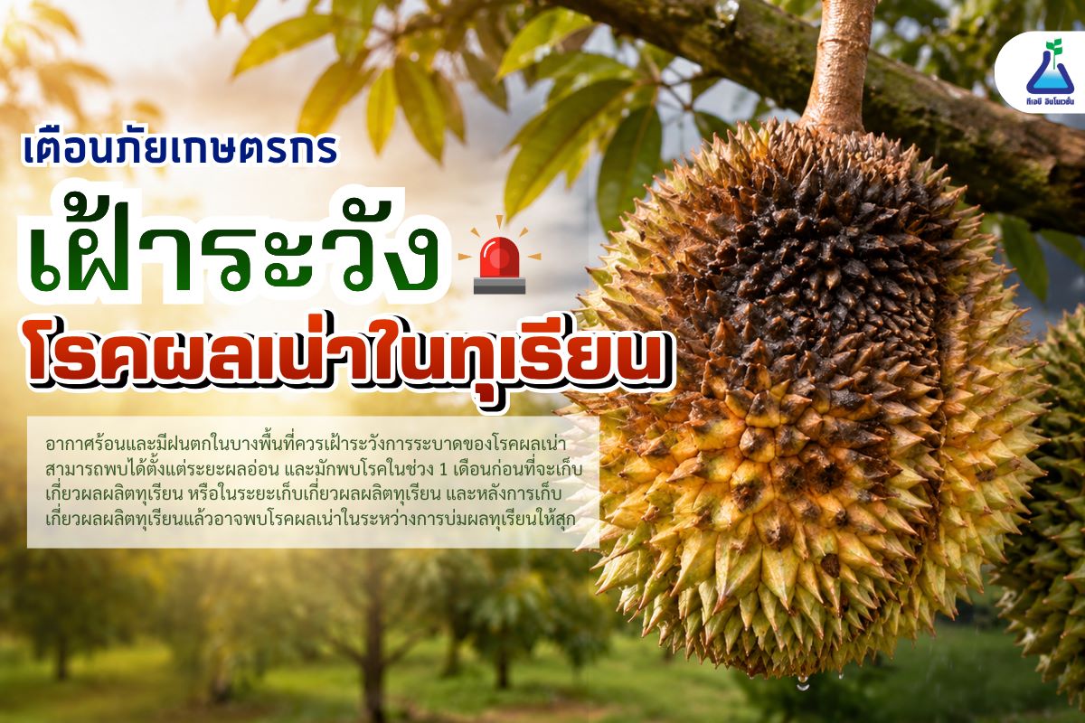 เตือนภัยเกษตรกร เฝ้าระวังการระบาดของโรคผลเน่าในทุเรียน