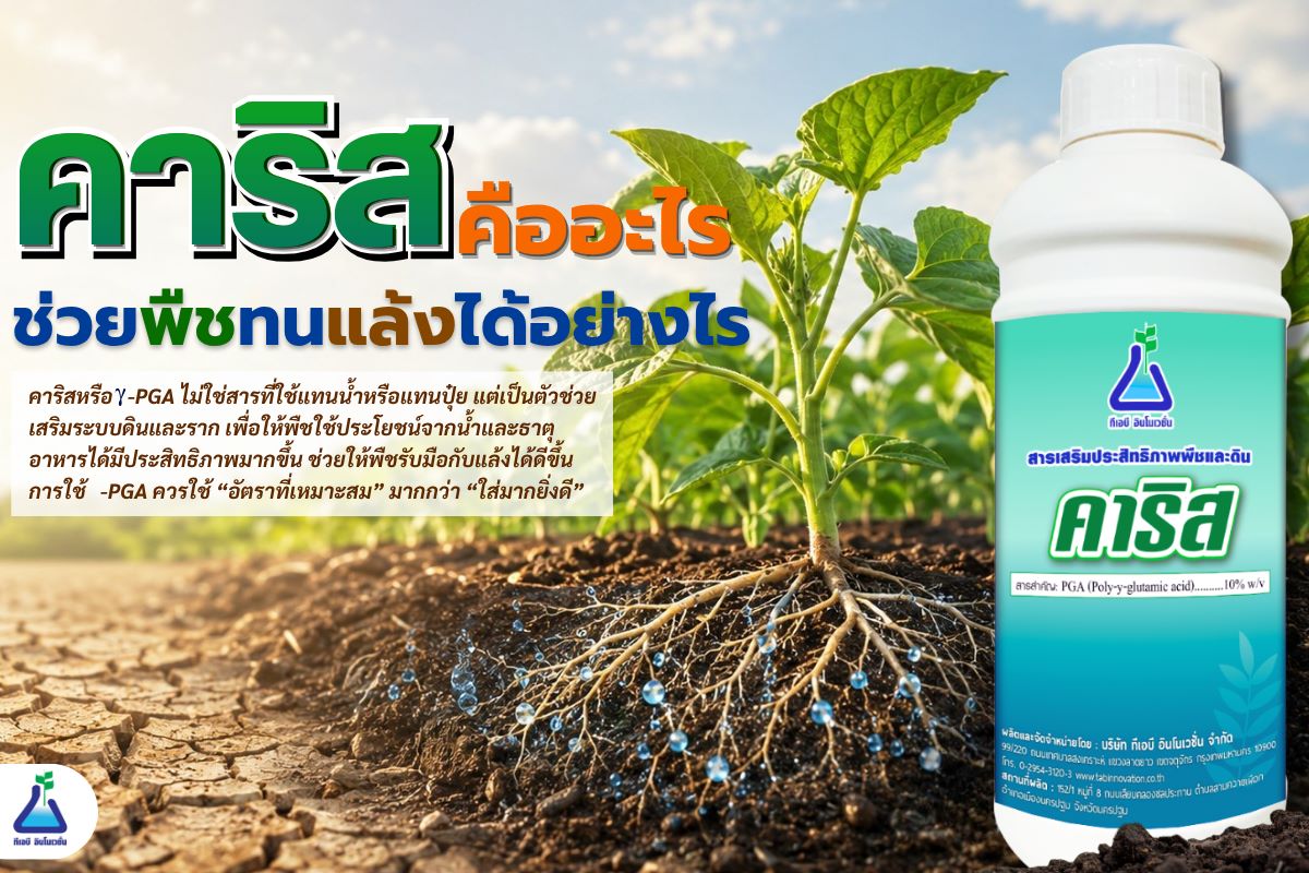 คาริสคืออะไร ช่วยพืชทนแล้งได้อย่างไร