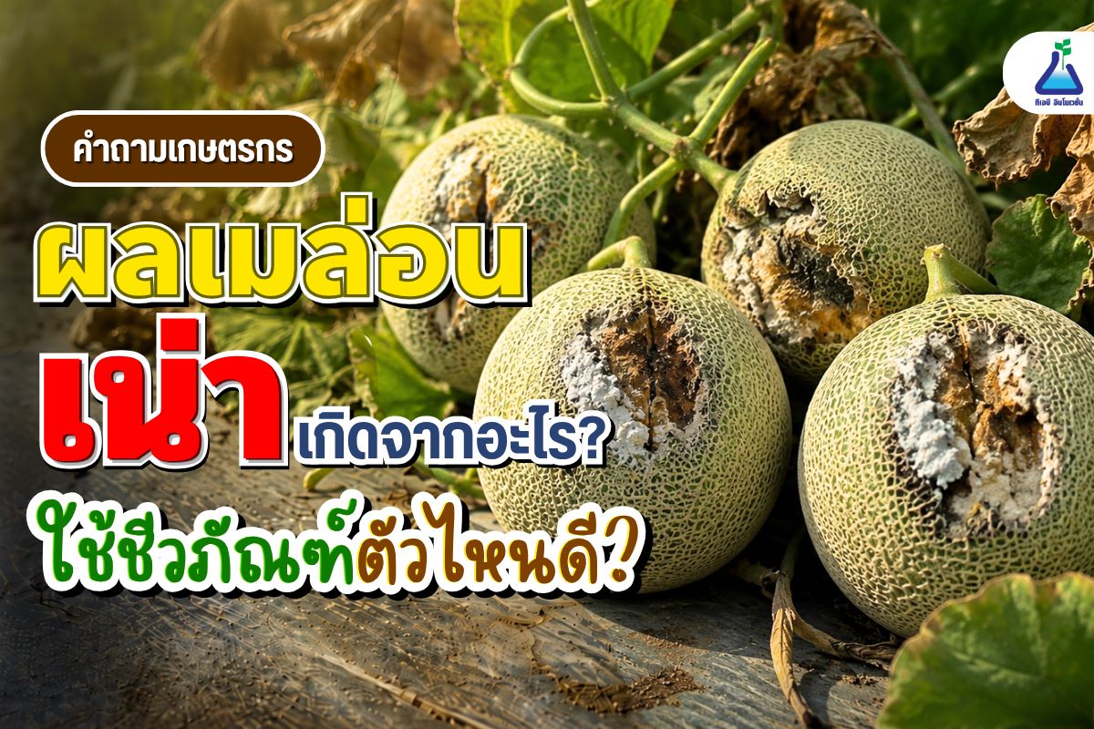 จากภาพผลเน่าในเมล่อนแนะนำใช้ชีวภัณฑ์ใด