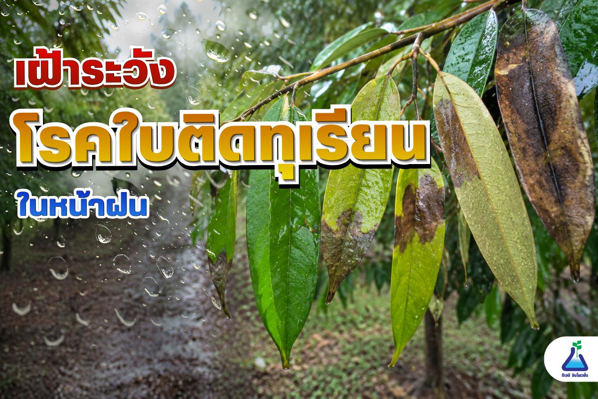 เฝ้าระวัง โรคใบติดทุเรียนในหน้าฝน