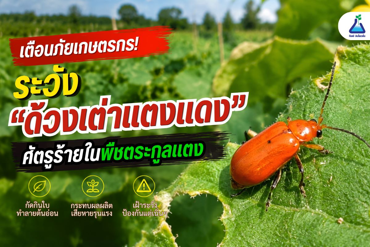 เตือนภัยเกษตรกร! ระวัง &ldquo;ด้วงเต่าแตงแดง&rdquo; ศัตรูร้ายในพืชตระกูลแตง