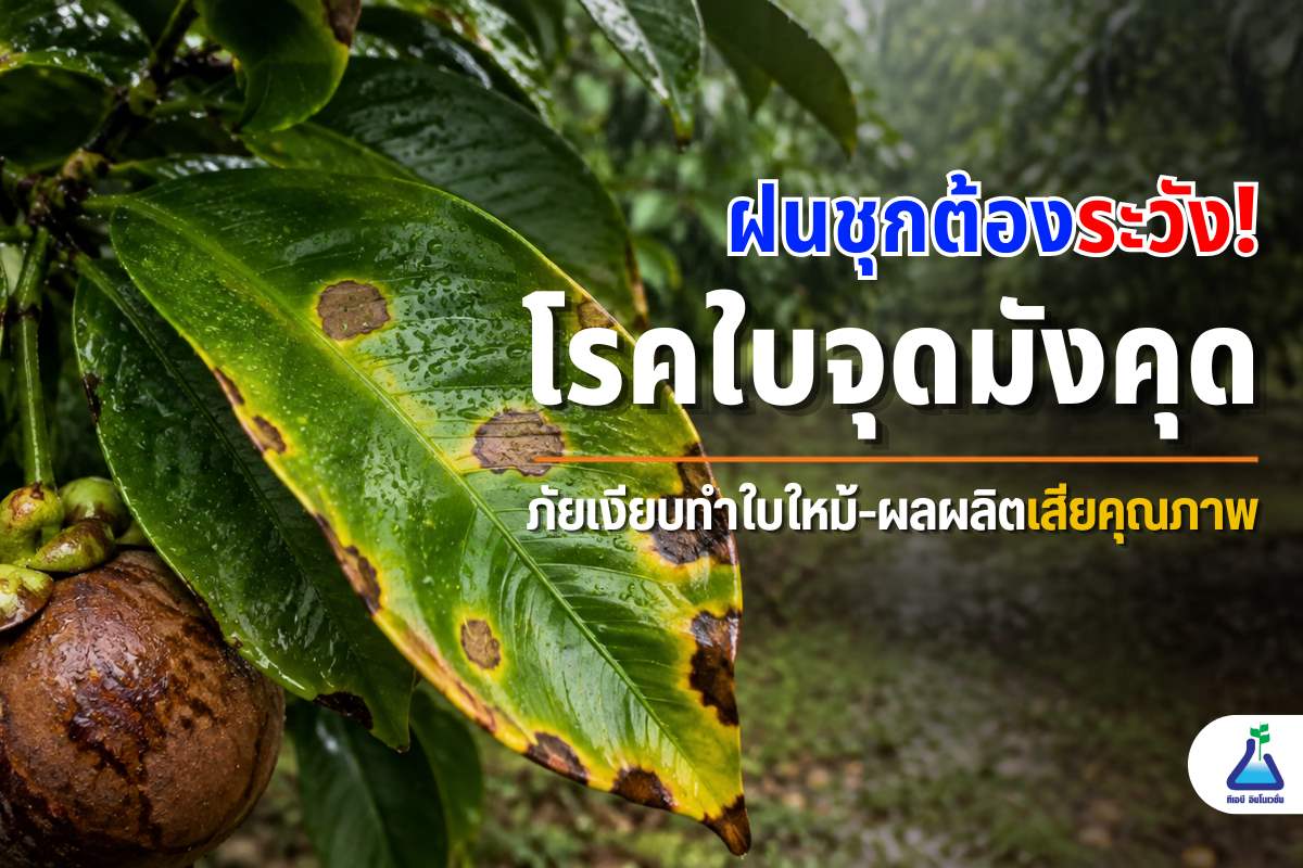ฝนชุกต้องระวัง! โรคใบจุดมังคุด ภัยเงียบทำใบไหม้ ผลผลิตเสียคุณภาพ