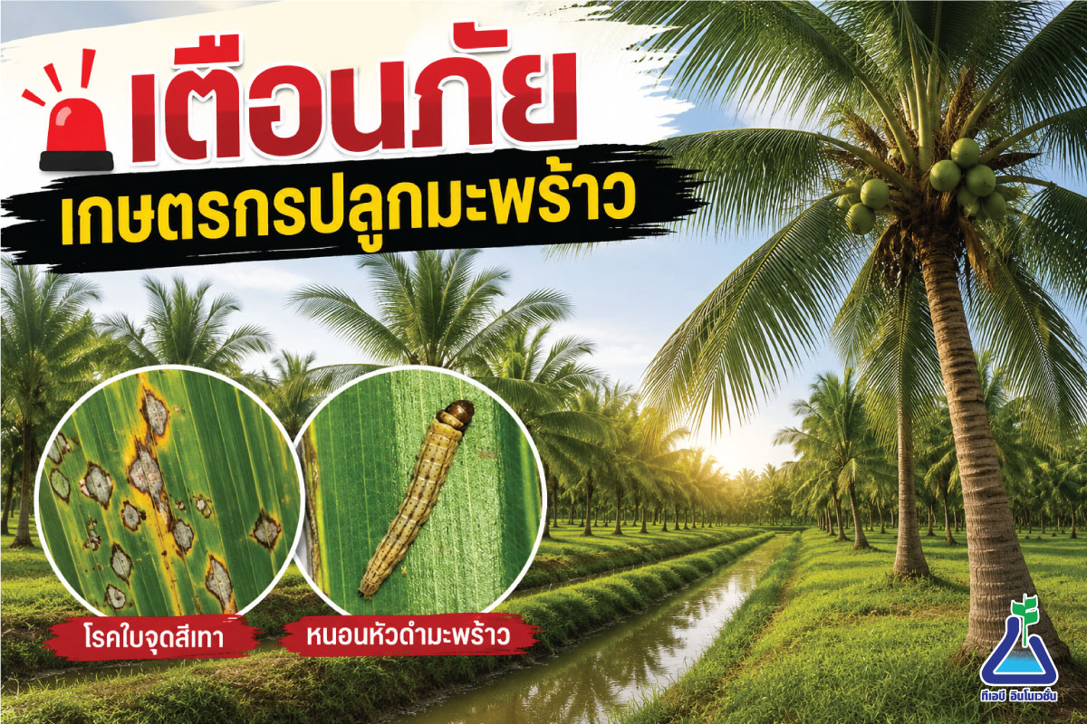 เตือนภัยเกษตรกรปลูกมะพร้าว