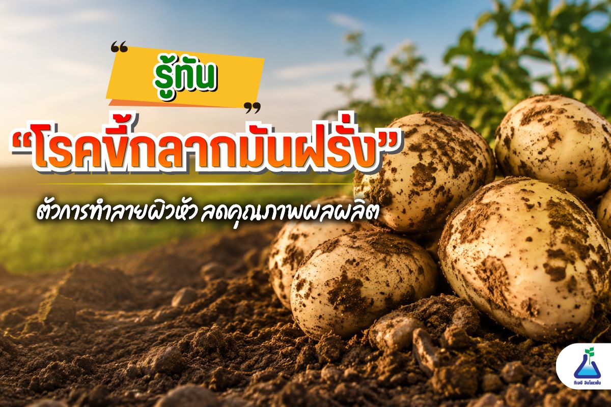 รู้ทัน &ldquo;โรคขี้กลากมันฝรั่ง&rdquo; ตัวการทำลายผิวหัว ลดคุณภาพผลผลิต