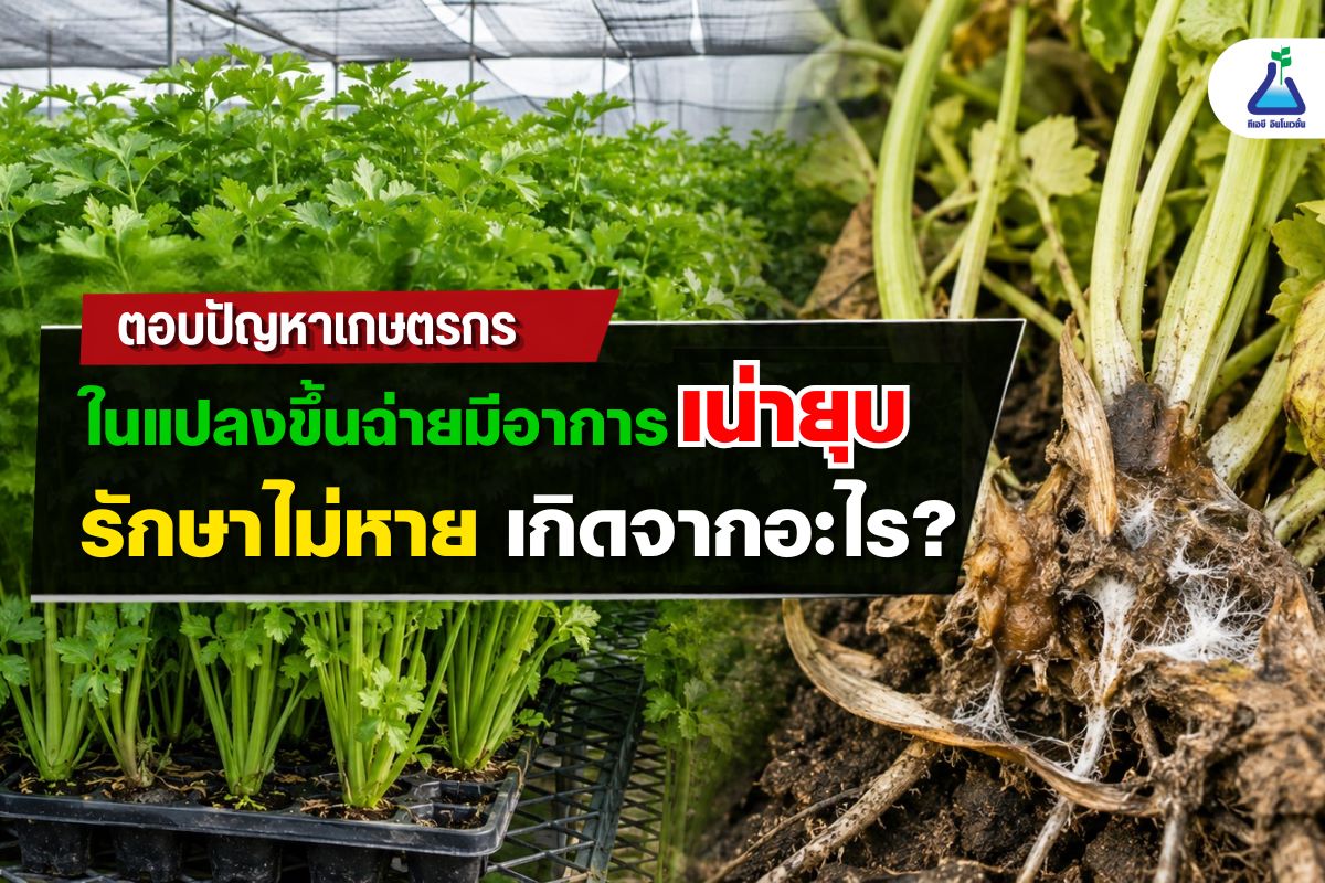 ตอบปัญหาเกษตรกร ในแปลงขึ้นฉ่ายมีอาการเน่ายุบรักษาไม่หายเกิดจากอะไร?