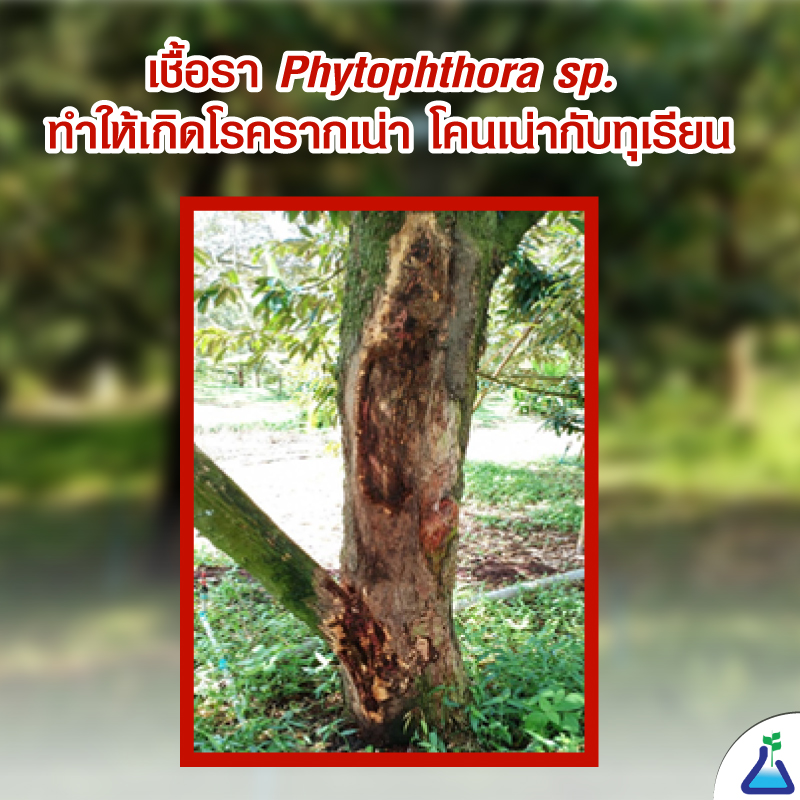 เชื้อรา Phytophthora sp. ทำให้เกิดโรครากเน่า โคนเน่ากับทุเรียน