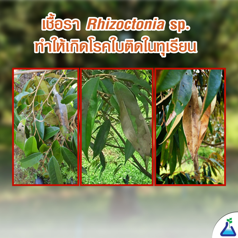 เชื้อรา  Rhizoctonia sp. ทำให้เกิดโรคใบติดในทุเรียน