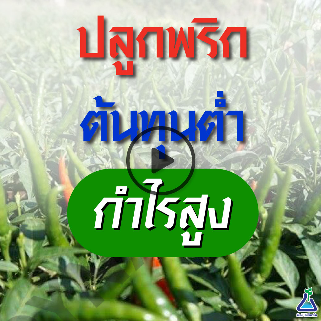 พริก