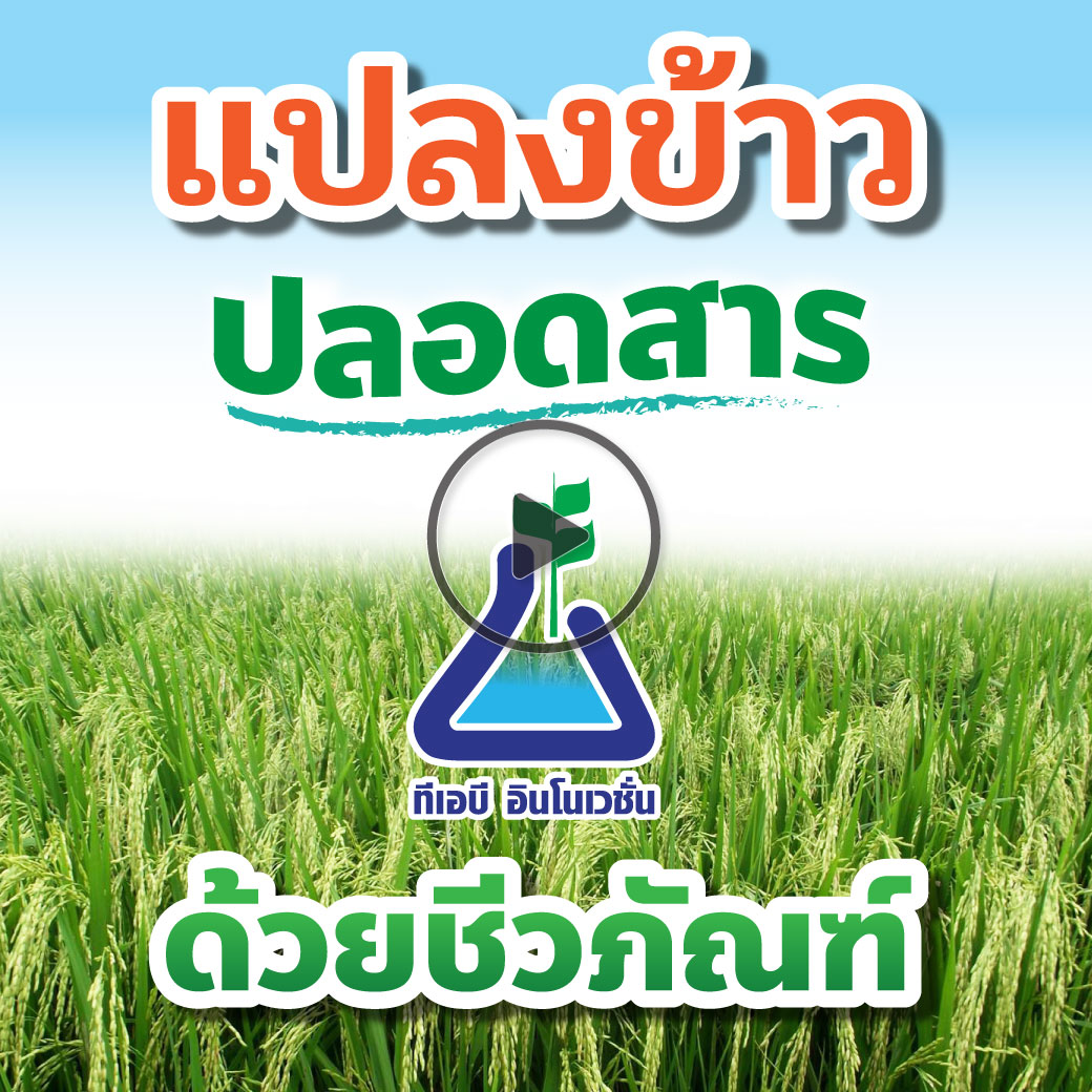 แปลงปลอดสาร-ข้าว