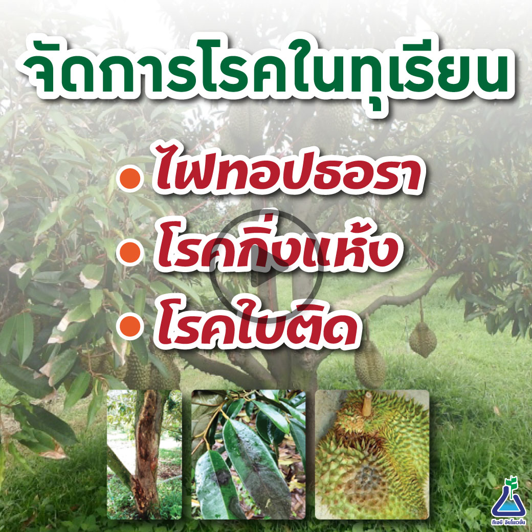 ทุเรียน