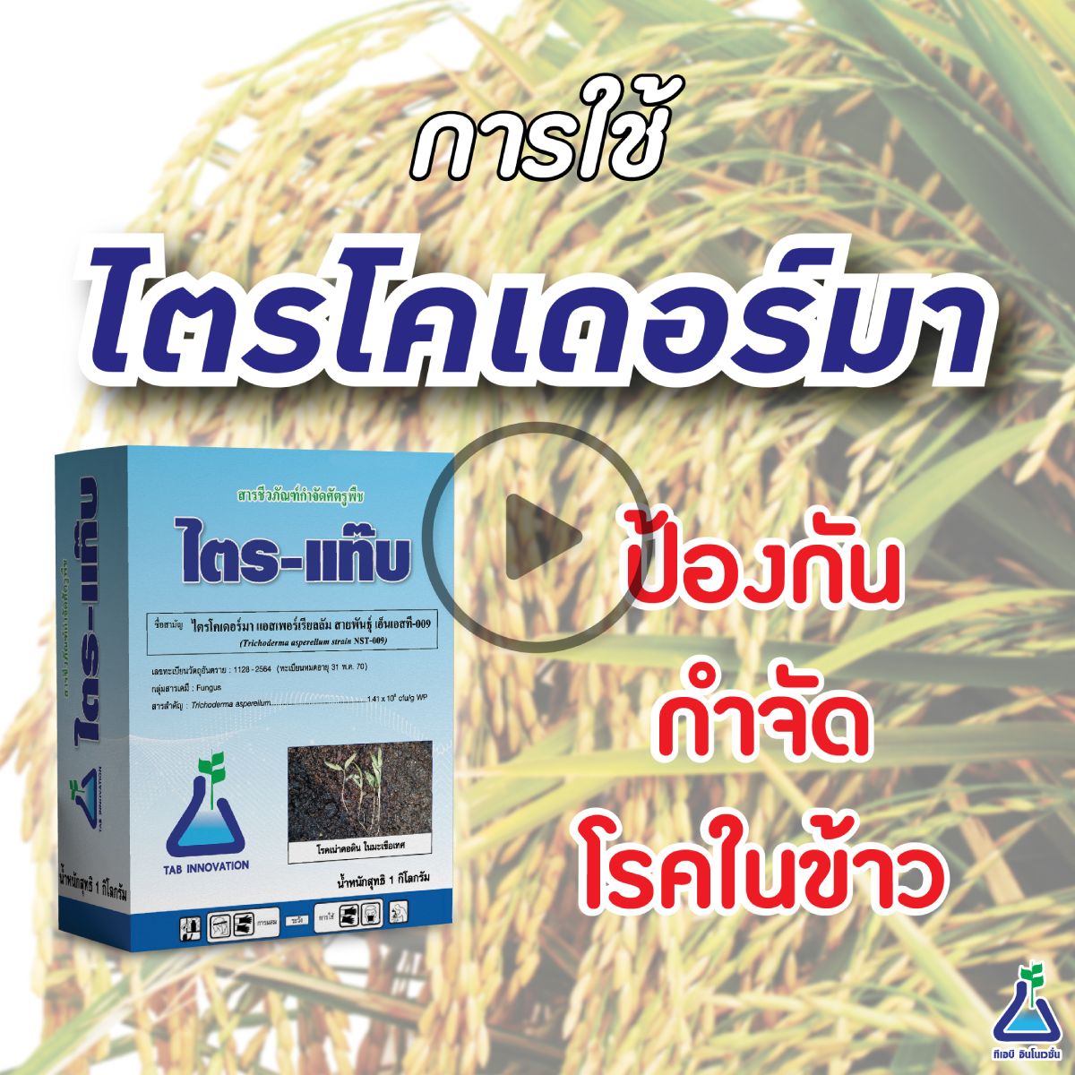 ไตรโคเดอร์มา-ในข้าว